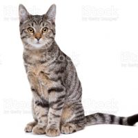 Šredingerova mačka